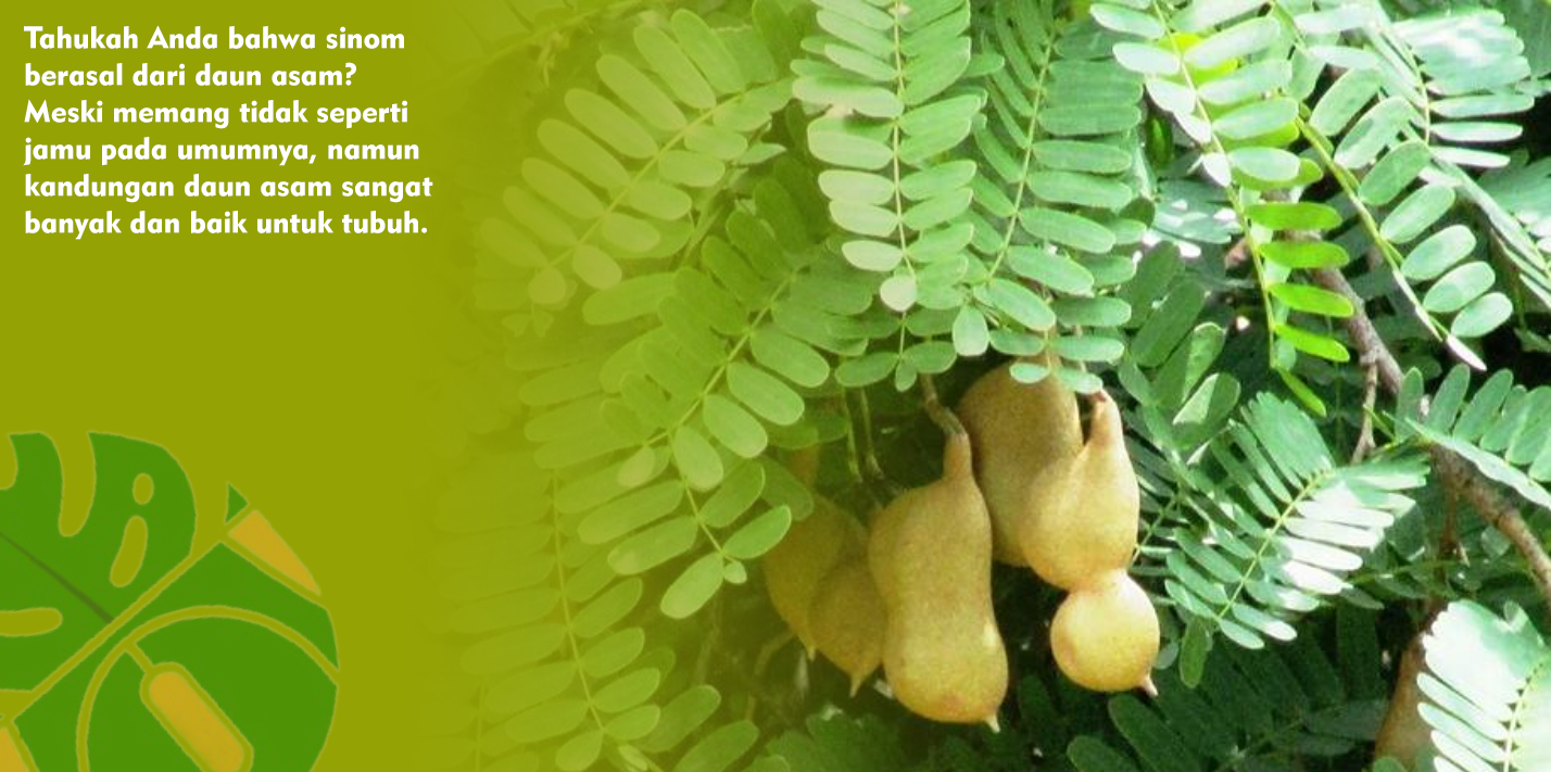 Ini Dia Khasiat Ramuan Daun Asam Muda Bagi Kesehatan